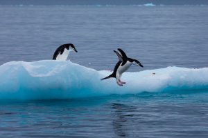 penguin jumping off an iceberg